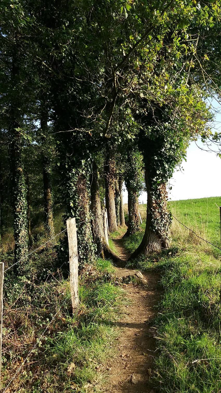 Chemin de randonnée de la Remaudière